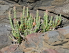 Pickleweeds - Photo (c) tangatawhenua, some rights reserved (CC BY-NC), uploaded by tangatawhenua