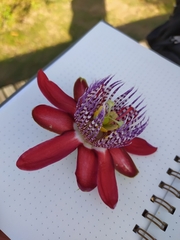 Passiflora alata