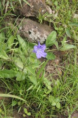 Ruellia lactea