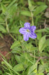Ruellia lactea
