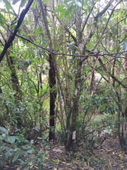 Melicytus ramiflorus ramiflorus