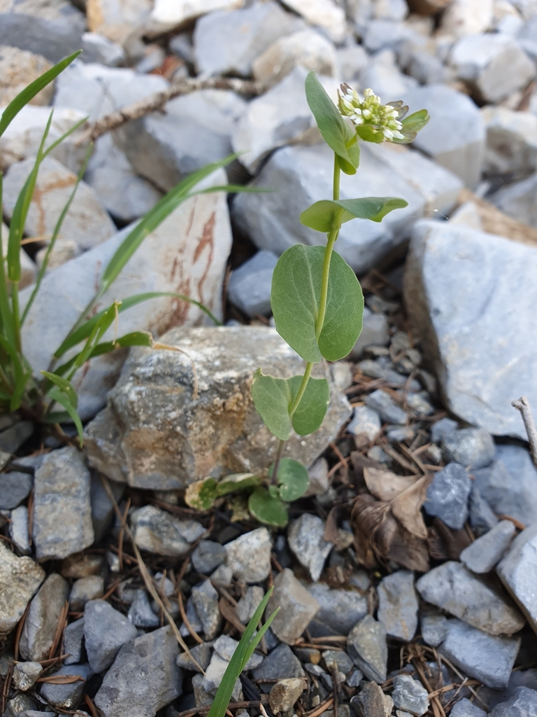 Noccaea granatensis
