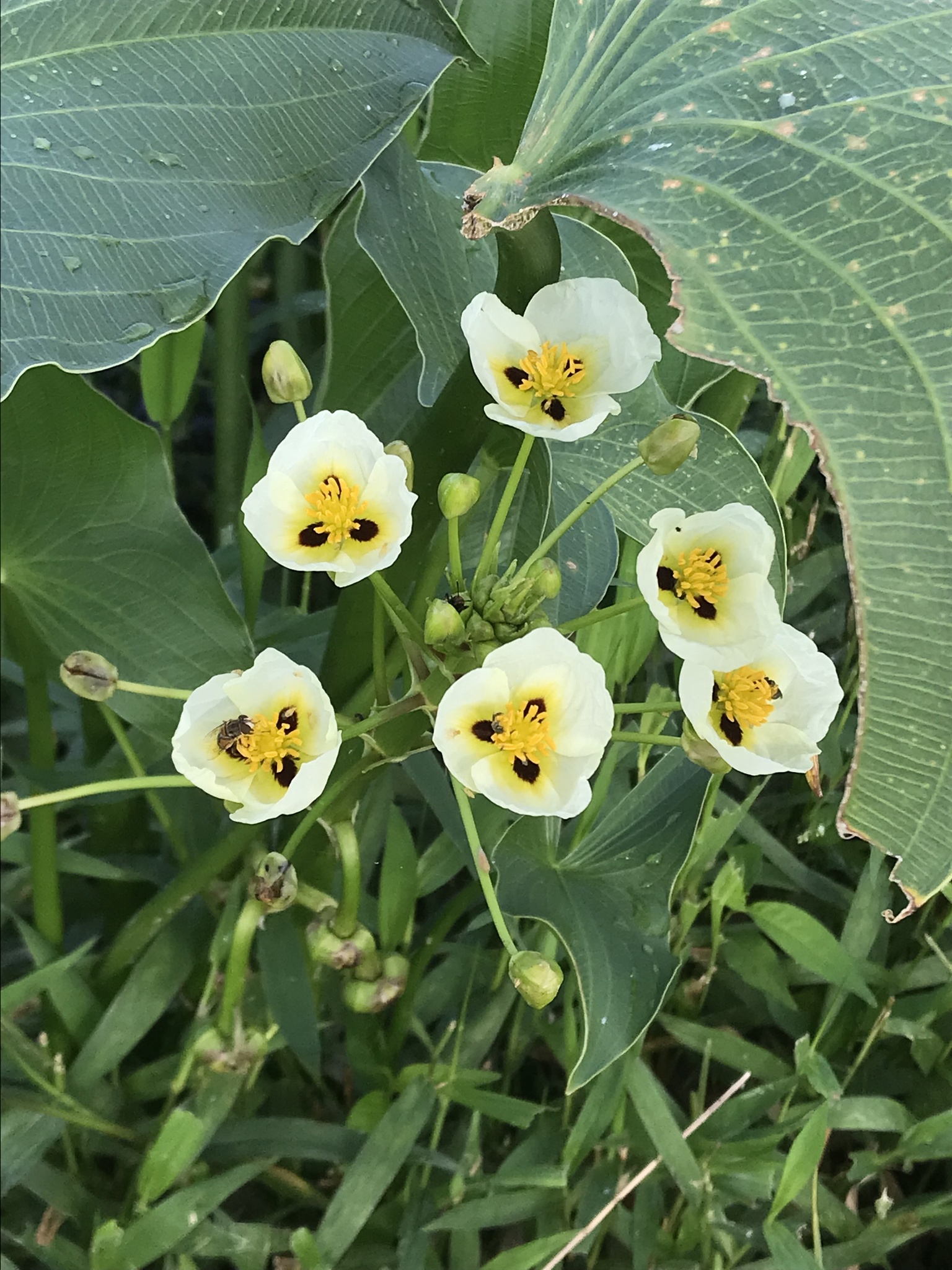 Sagittaria montevidensis