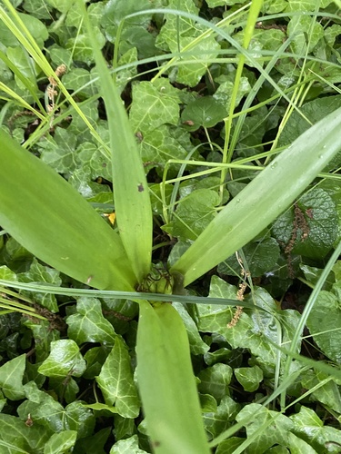 Colchicum umbrosum