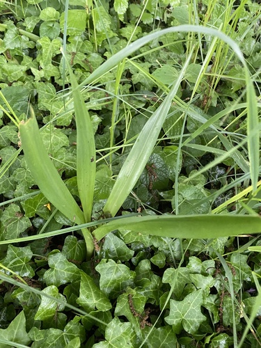 Colchicum umbrosum