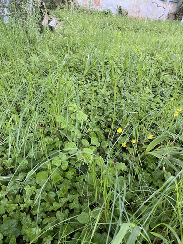 Colchicum umbrosum
