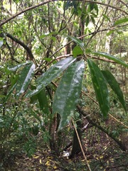 Melicytus ramiflorus ramiflorus