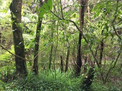 Melicytus ramiflorus ramiflorus