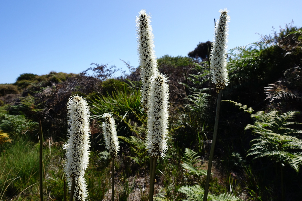 small grass-tree