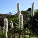 Small Grass-Tree - Photo (c) Wayne Martin, some rights reserved (CC BY-NC)