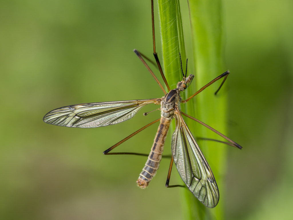 black-striped cranefly