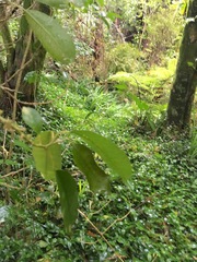 Melicytus ramiflorus ramiflorus