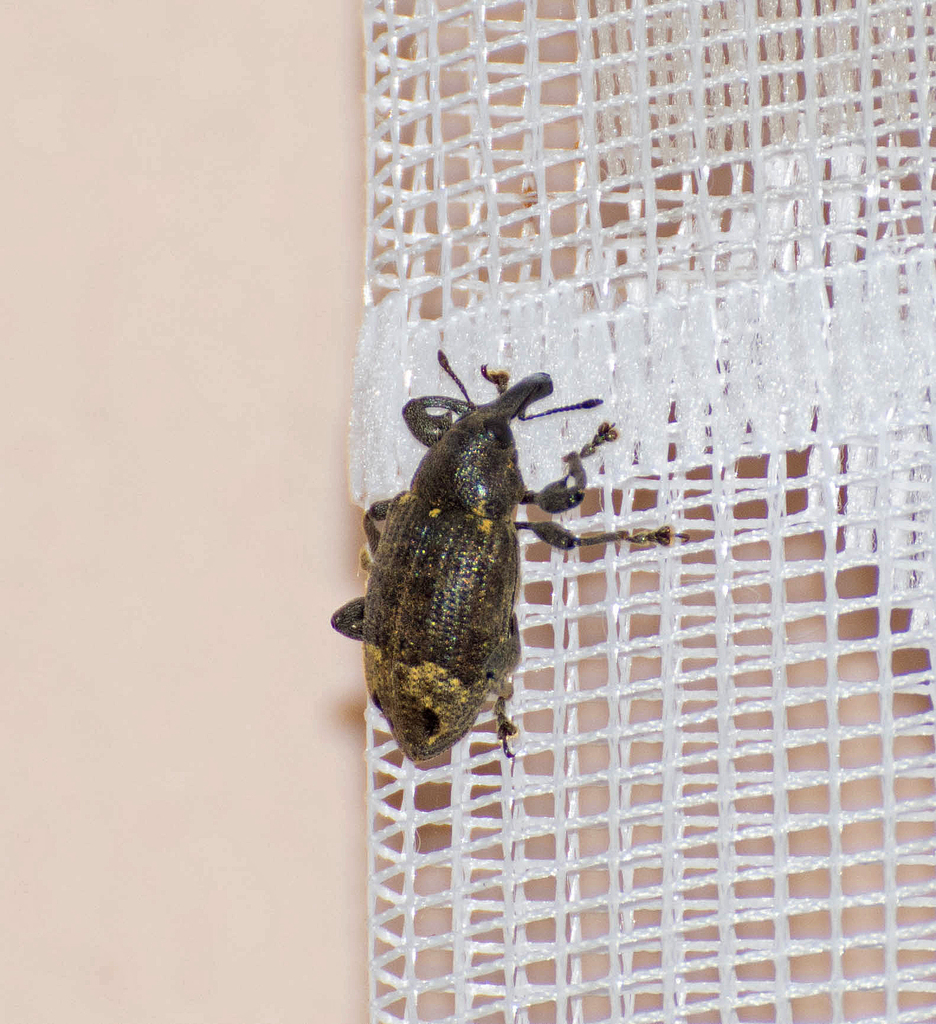 Arniticus