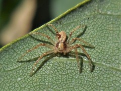 Philodromus keyserlingi
