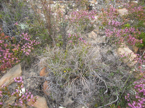 Image of Tetraria microstachys by (c) douglaseustonbrown, some rights reserved (CC BY-SA)