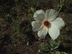 Argemone platyceras