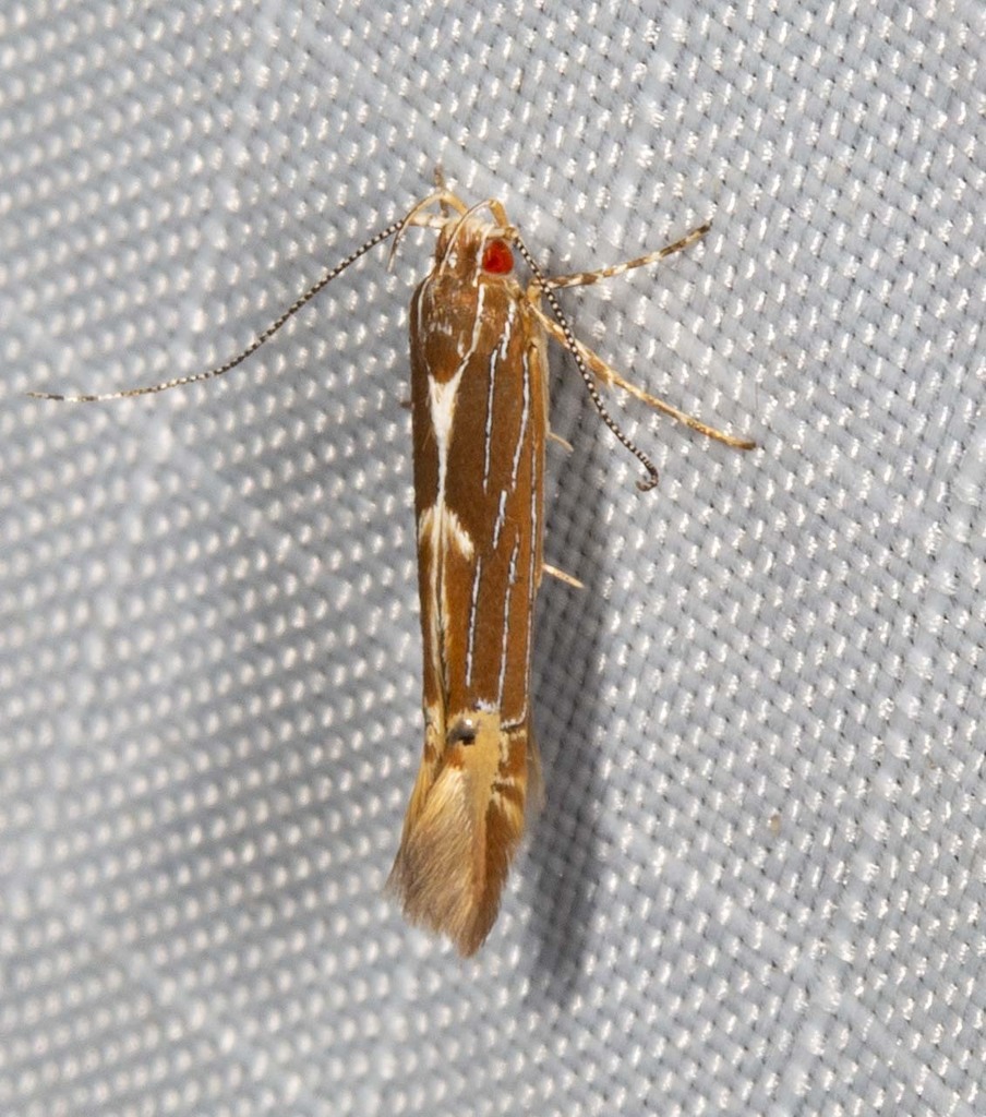 Labdia leucombra