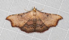 Corgatha dipyra