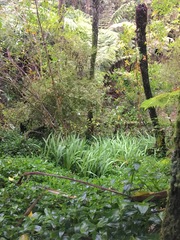 Podocarpus totara
