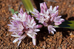 Allium cratericola