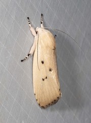 Cryptophasa balteata
