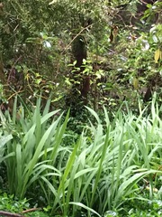 Podocarpus totara