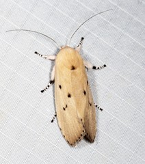 Cryptophasa balteata