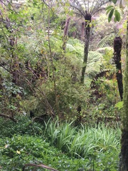 Podocarpus totara