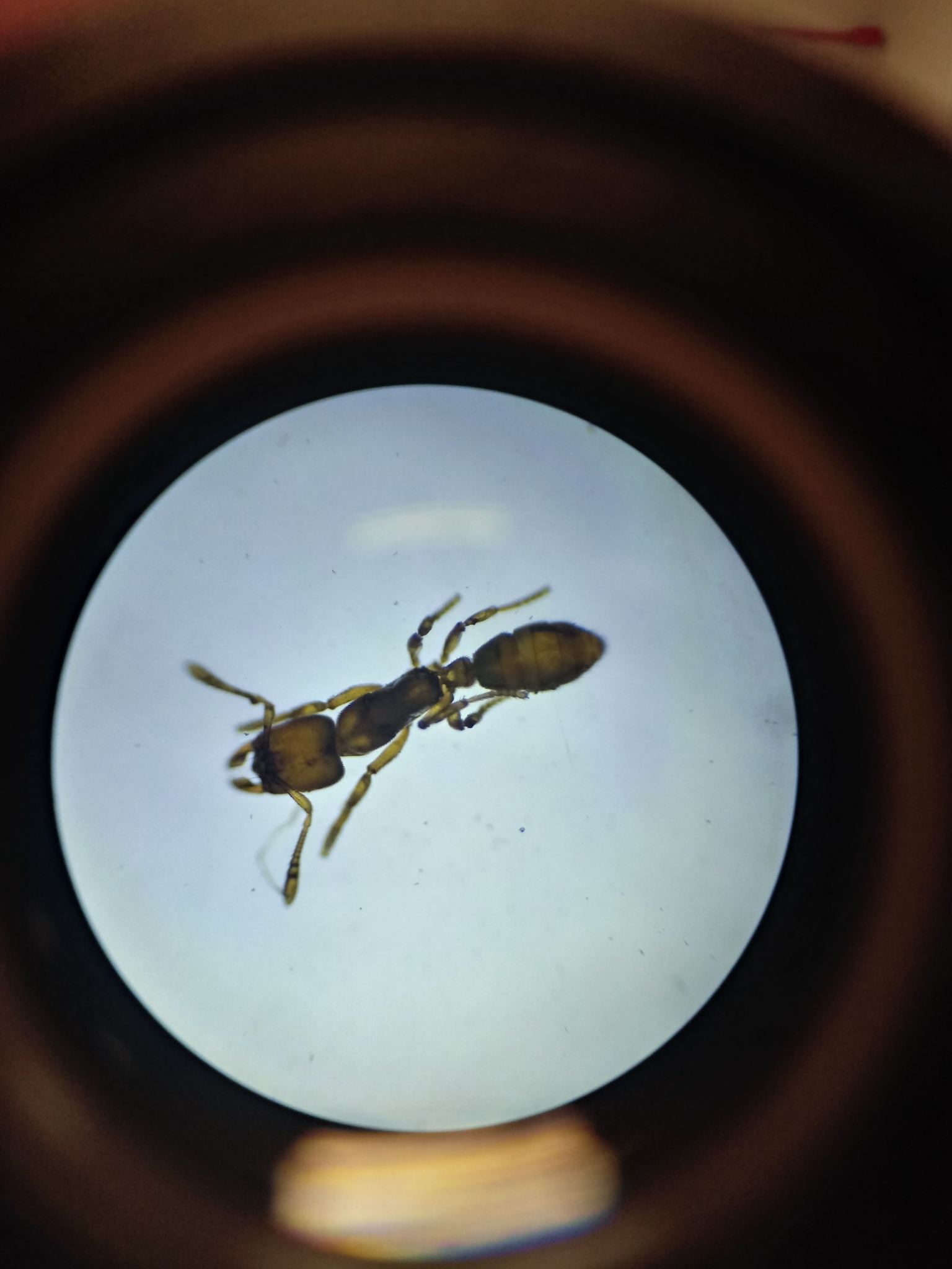Typhlomyrmex