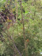 Podocarpus totara
