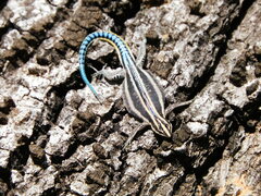Eastern Serrate-Toed Tree Lizard photo 2