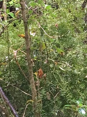Podocarpus totara