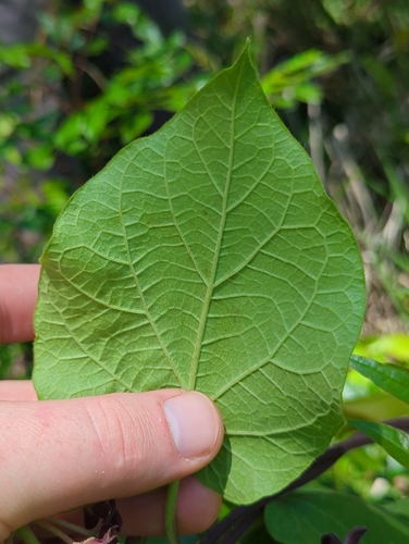 Image of Matelea carolinensis by (c) Sam Taylor, some rights reserved (CC BY)