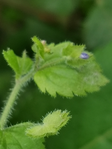 Image of Veronica crista by (c) Elena_Sherehora, some rights reserved (CC BY)