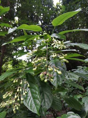 Clerodendrum laevifolium