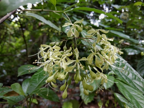 Clerodendrum laevifolium