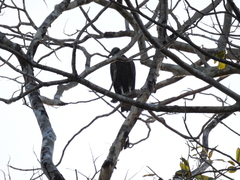 Coragyps atratus image