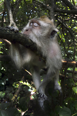 Macaca fascicularis