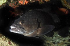 Epinephelus