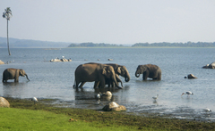 Elephas maximus maximus