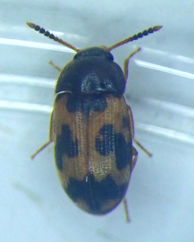 Mycetophagus flexuosus photo 2