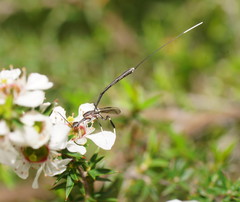 Gasteruption longicolle