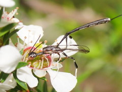 Gasteruption longicolle