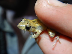 Pristimantis walkeri
