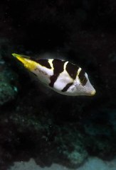 Paraluteres prionurus