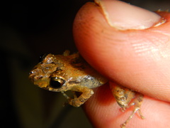 Pristimantis walkeri