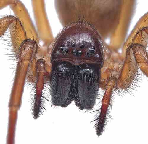 Bennett's Laceweaver