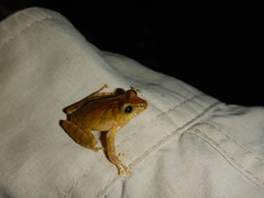 Pristimantis nyctophylax