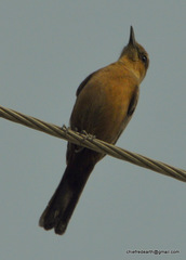 Oenanthe fusca