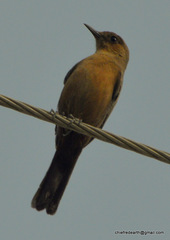 Oenanthe fusca